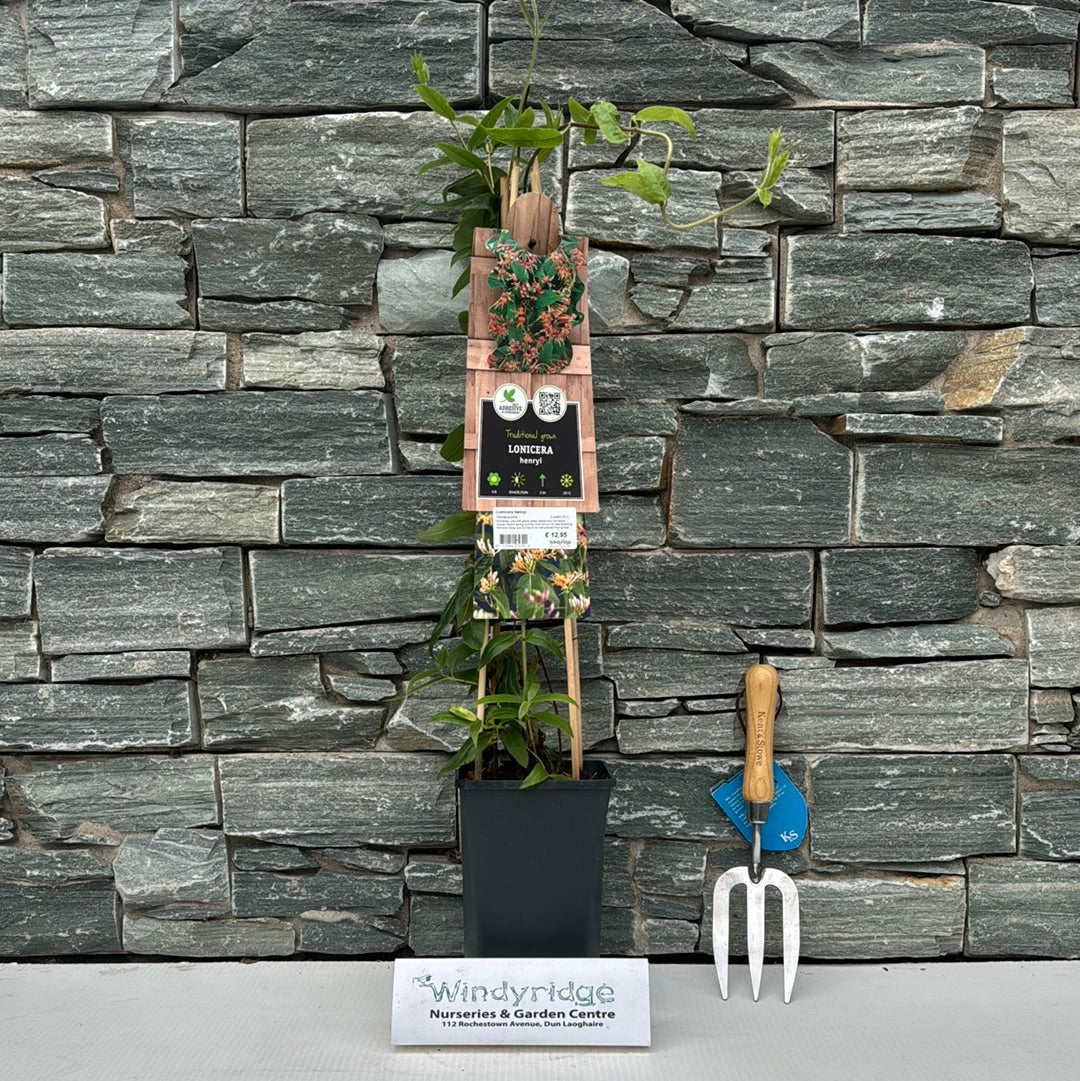 Lonicera henryi  S-pot(2,25 L)
