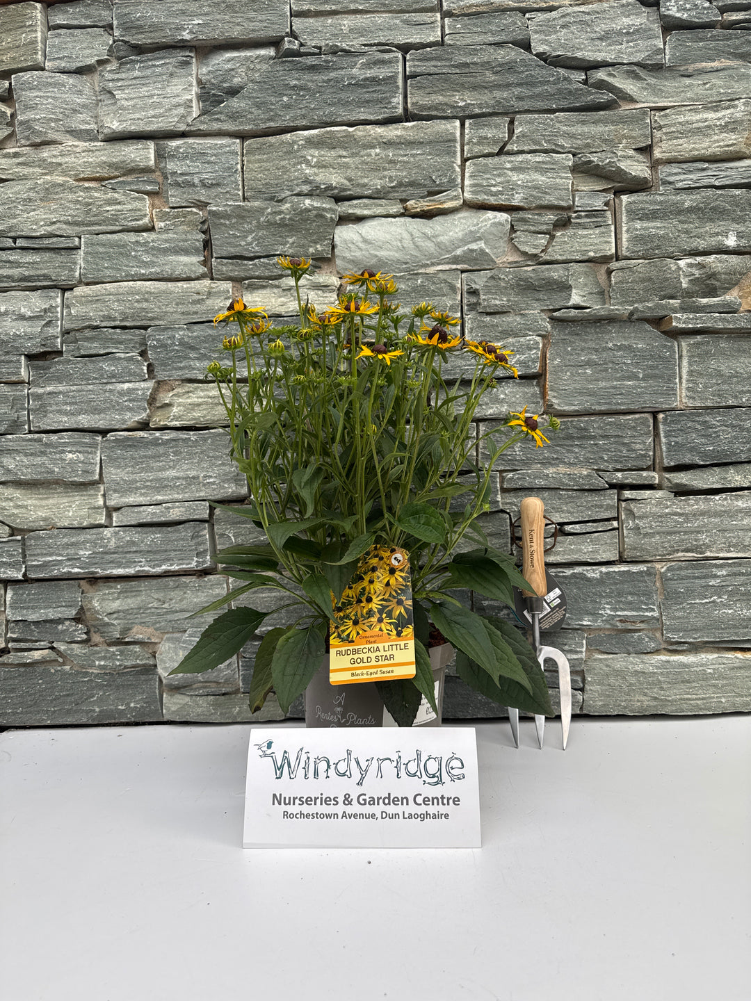 RUDBECKIA SULL. LITTLE GOLDSTAR