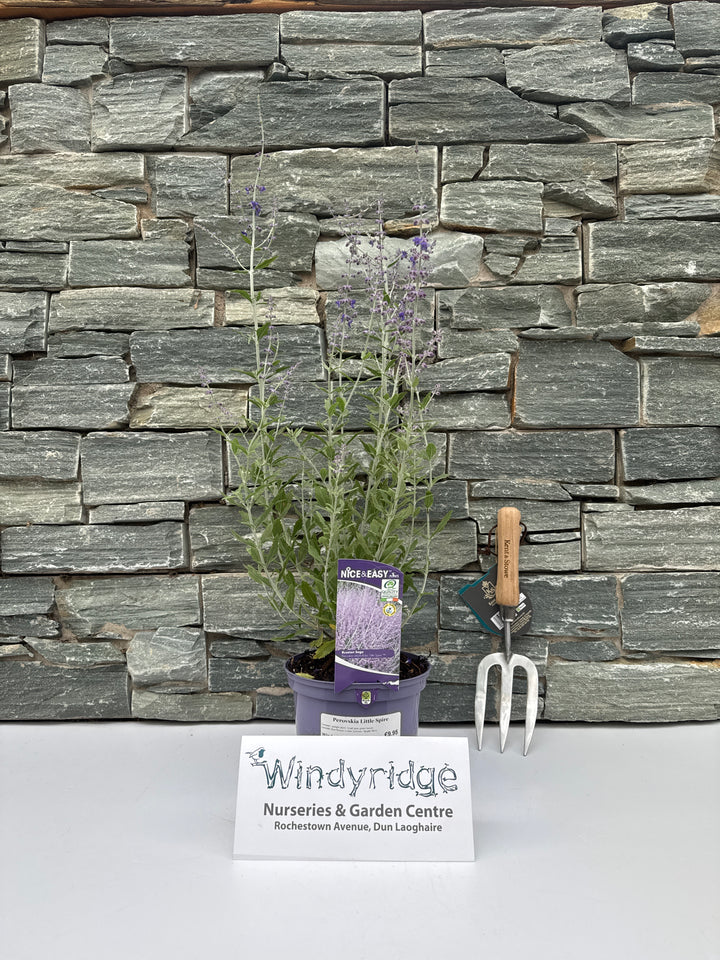 Russian Sage (Perovskia Little Spire)