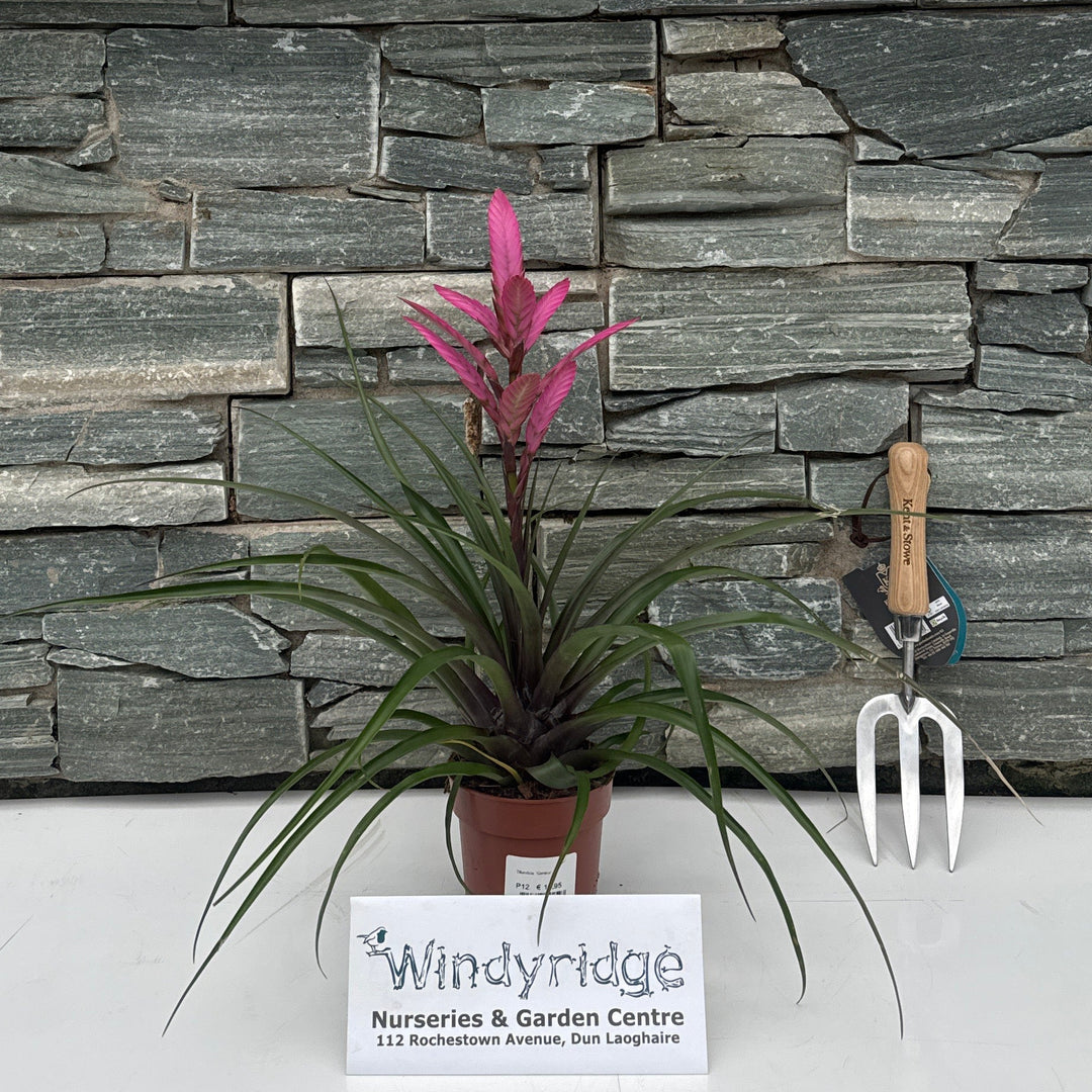 Tillandsia 'Camina' cherry red