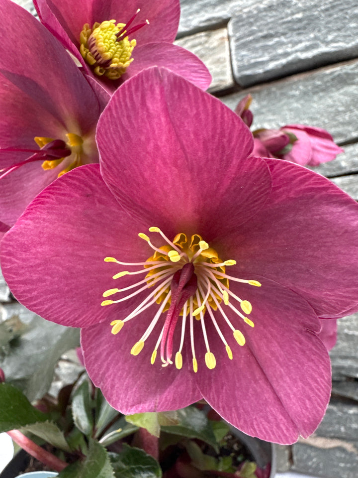 Helleborus HGC Ice N  Roses Red