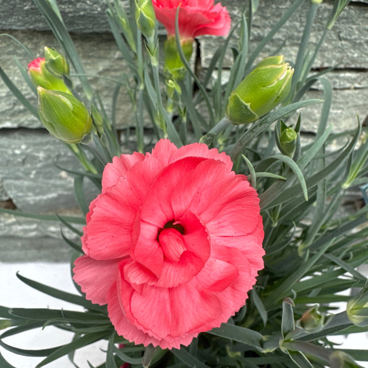 Dianthus Romance