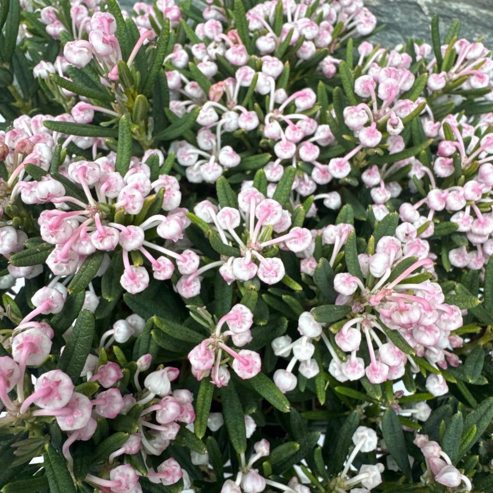 Andromeda Polifolia Compacta - Shrubs - Windyridge Garden Centre
