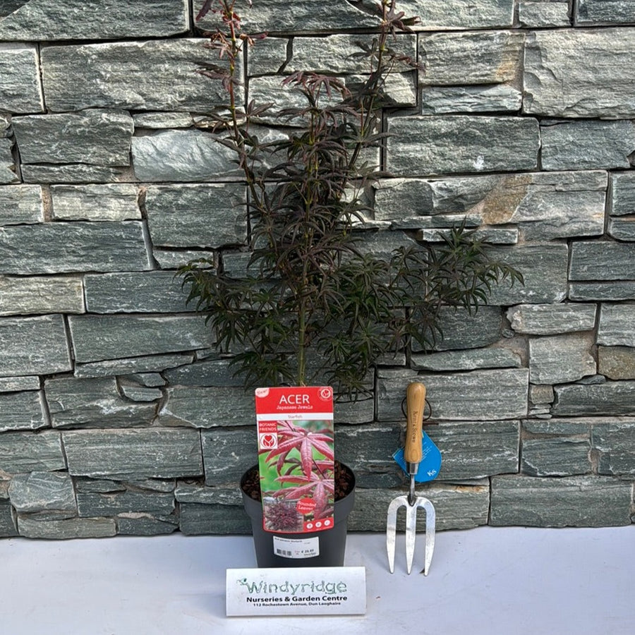 Acer Palmatum Starfish  3 Ltr Pot - Trees - Windyridge Garden Centre