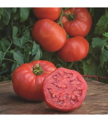 Tomato (Beefsteak) Marmande - Seed Packets - Windyridge Garden Centre