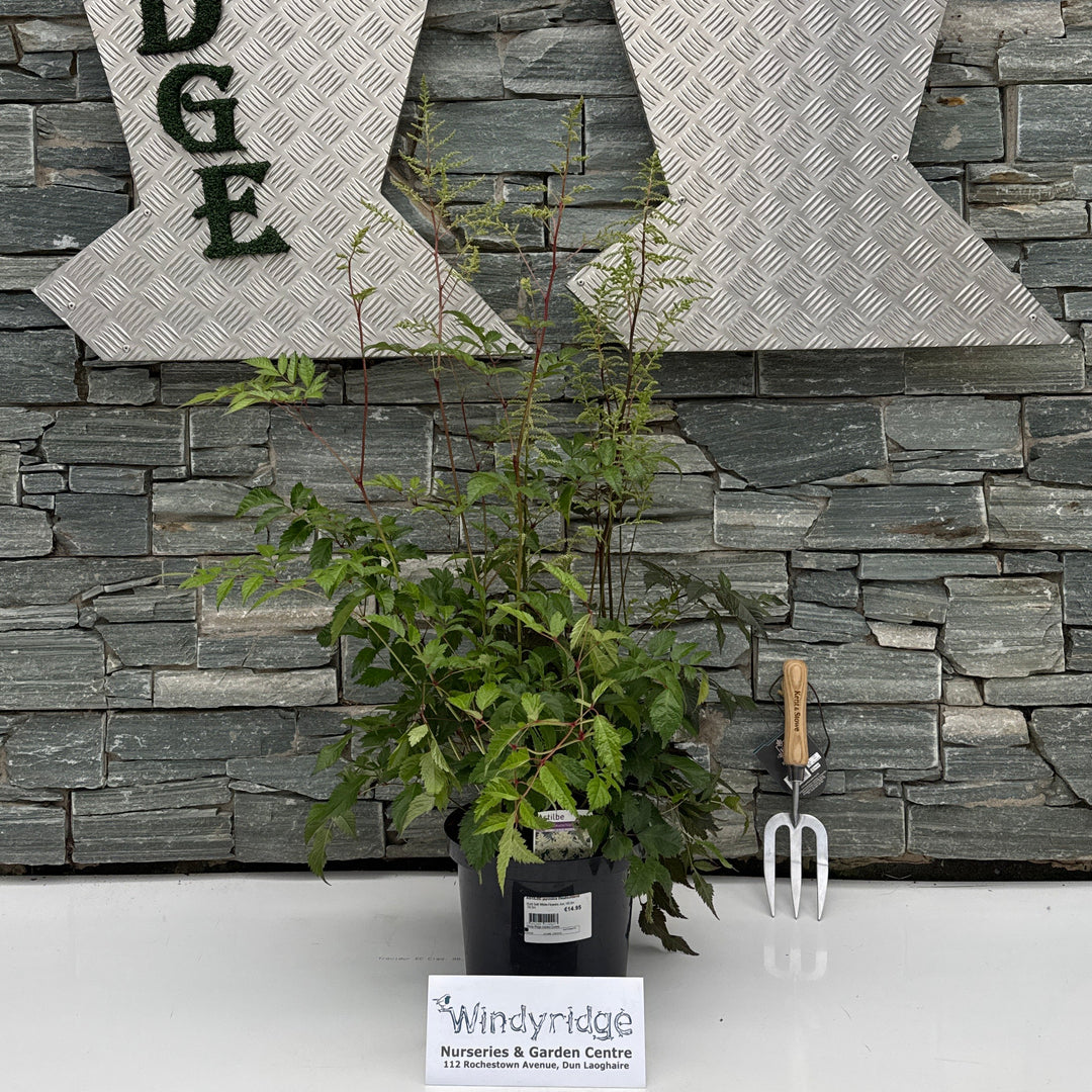 ASTILBE japonica Deutschland 5 Litre