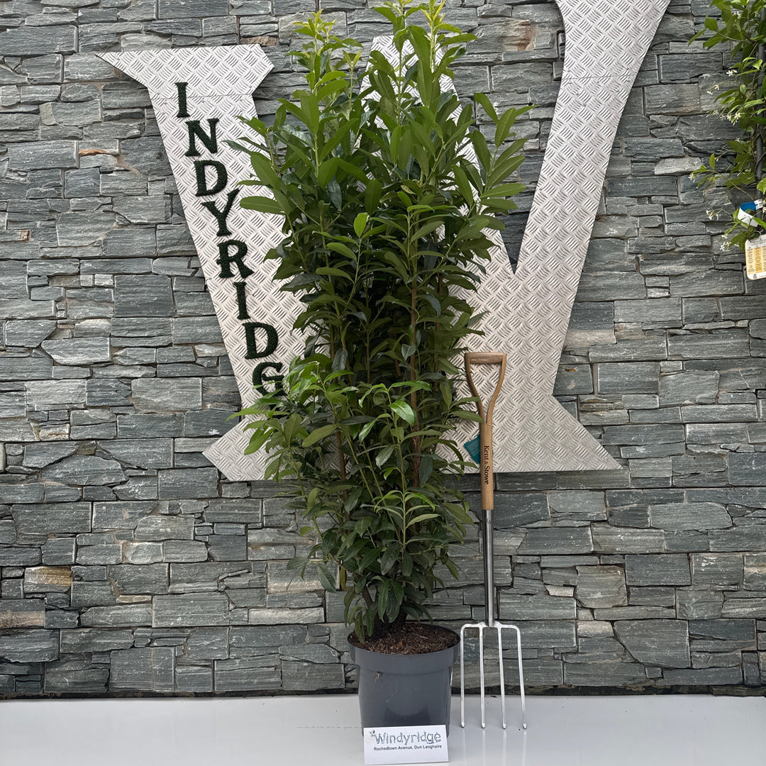 Prunus laur. Genolia  160-180 CM C15