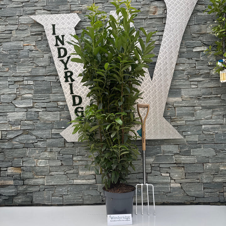 Prunus laur. Genolia  160-180 CM C15