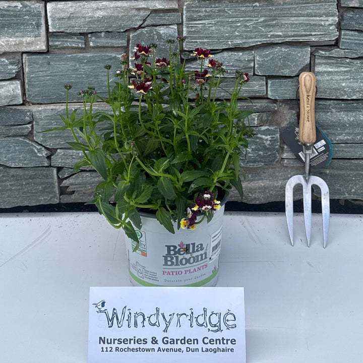 NEMESIA Nesia Raspberry Lemonade - Herbaceous - Windyridge Garden Centre