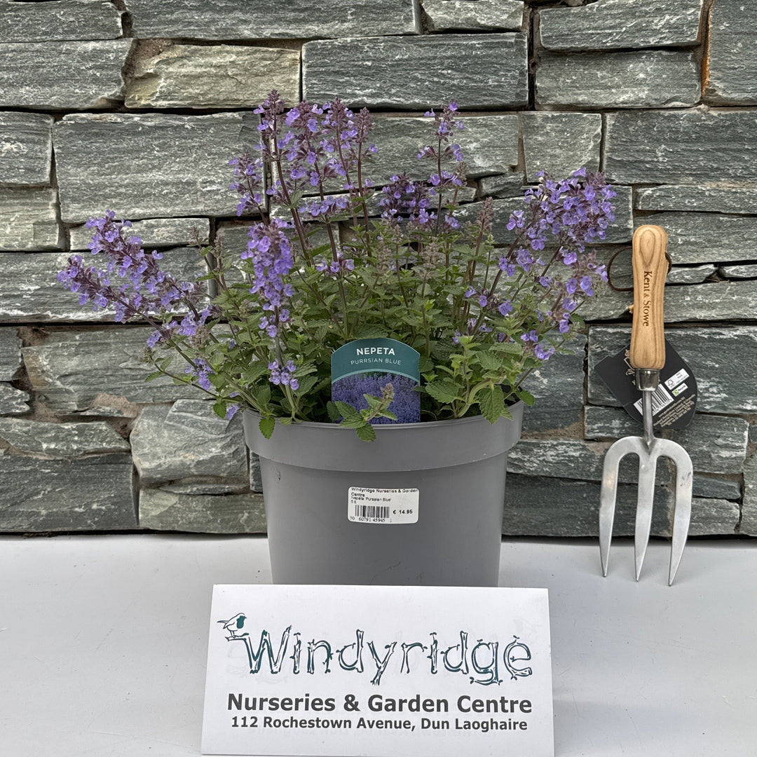 Nepeta 'Purssian Blue'