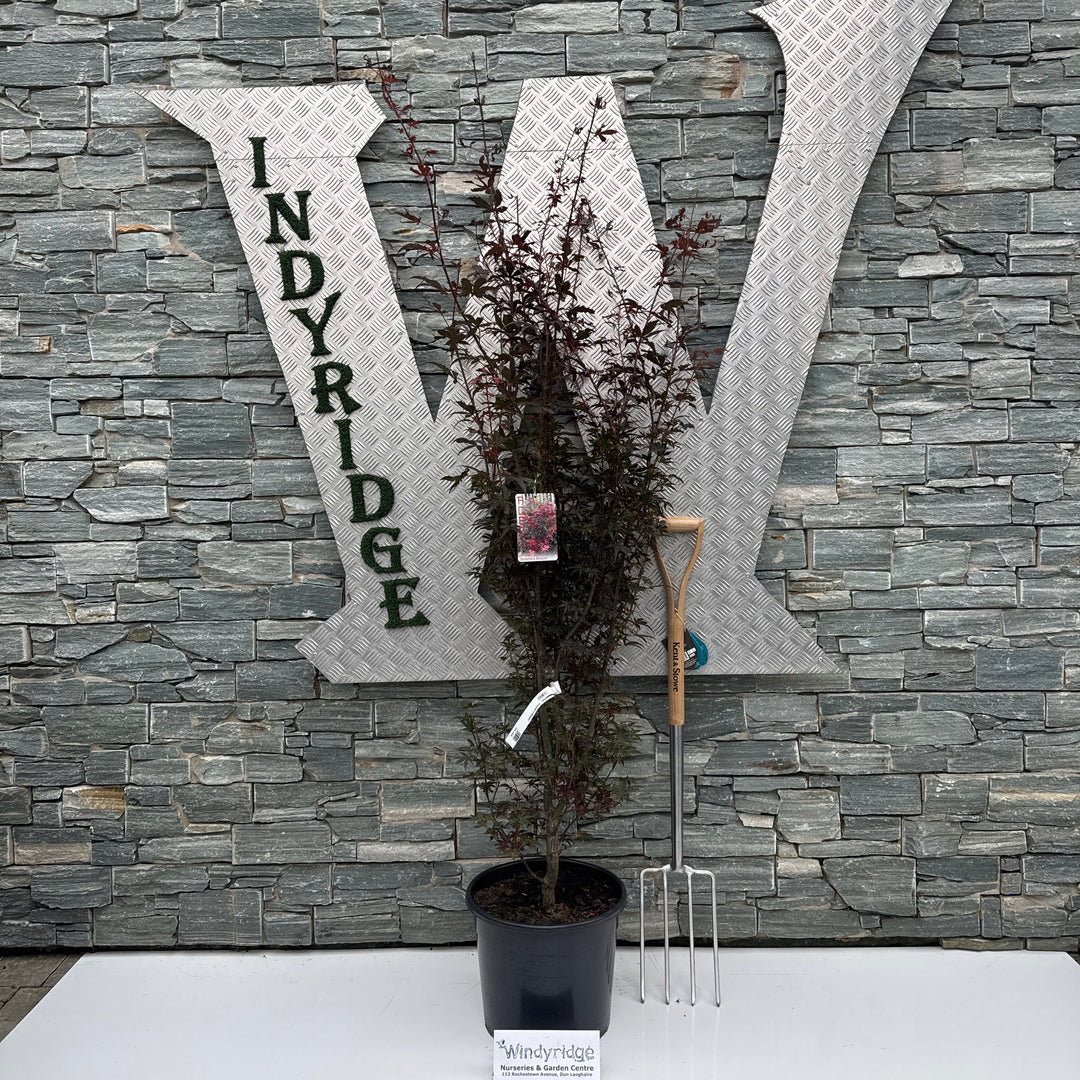 Acer pal. 'Skeeter's Broom' 120-140 cm. C20