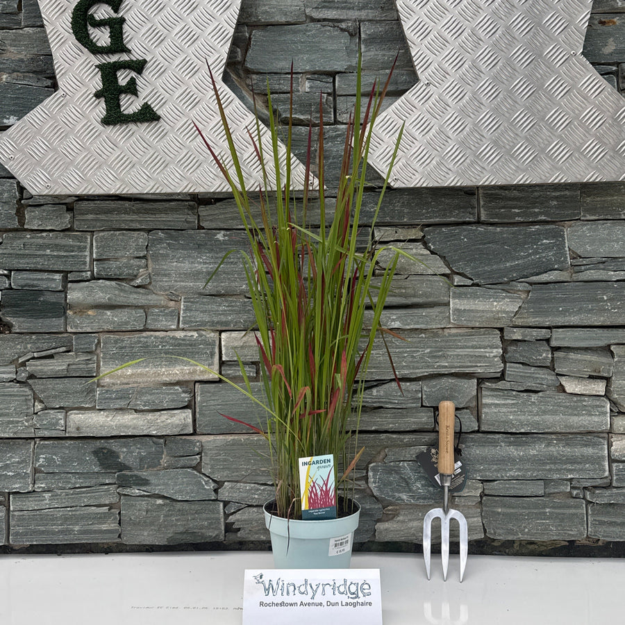 Imperata Red Baron P17 - Herbaceous - Windyridge Garden Centre
