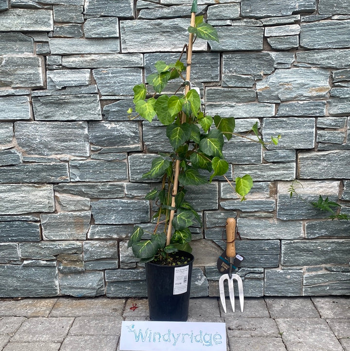 Hedera-Sulphur-Heart-(Paddys-Pride)-Potted