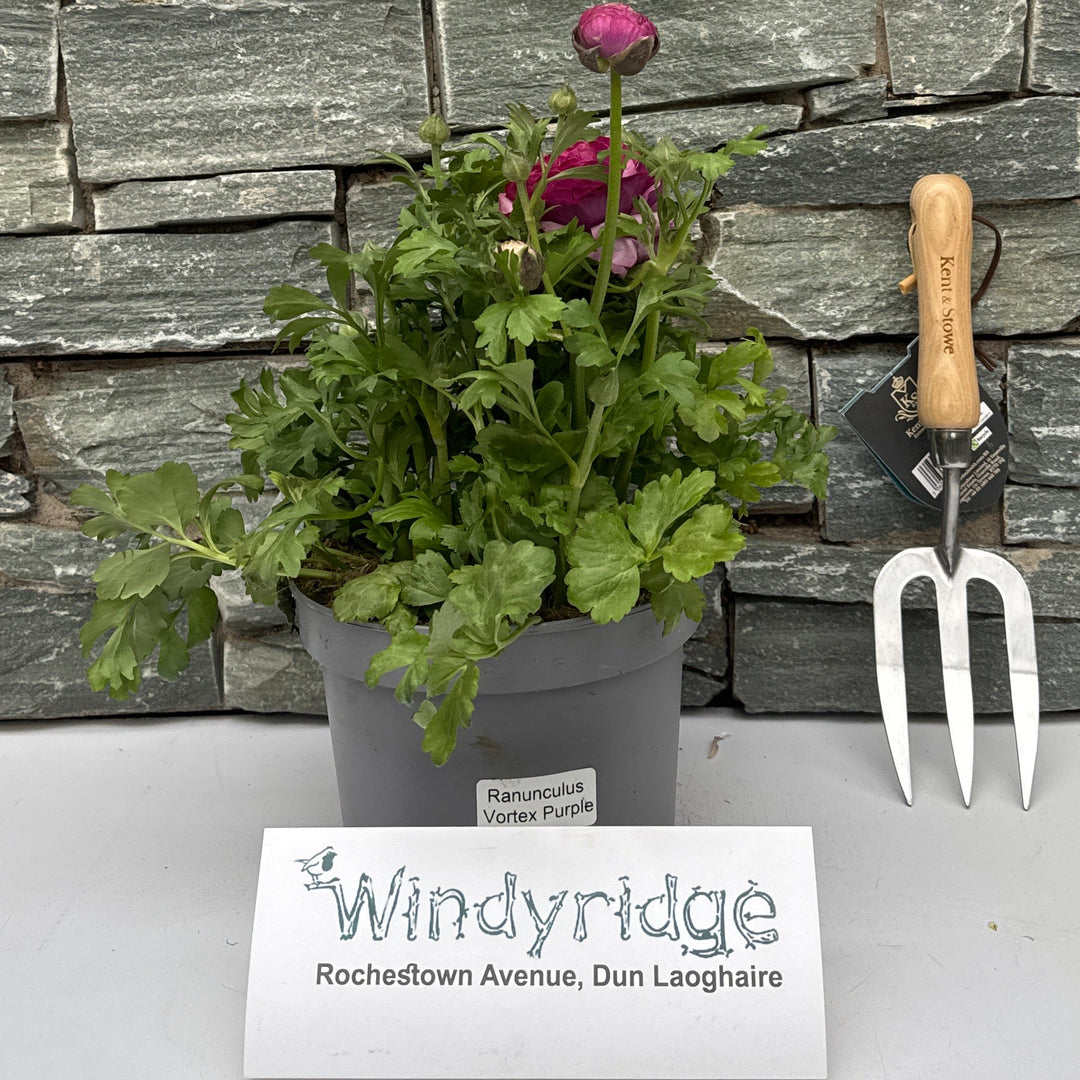 Ranunculus Vortex Purple - Herbaceous - Windyridge Garden Centre