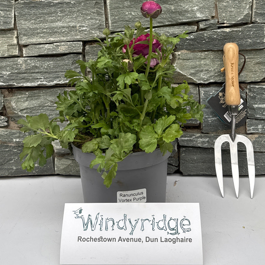 Ranunculus Vortex Purple - Herbaceous - Windyridge Garden Centre