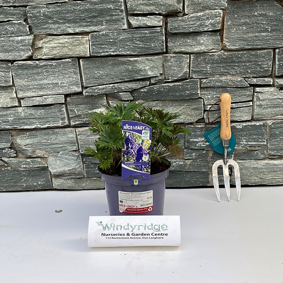 Monkshood Aconitum Bressingham Spire (3Ltr Pot)