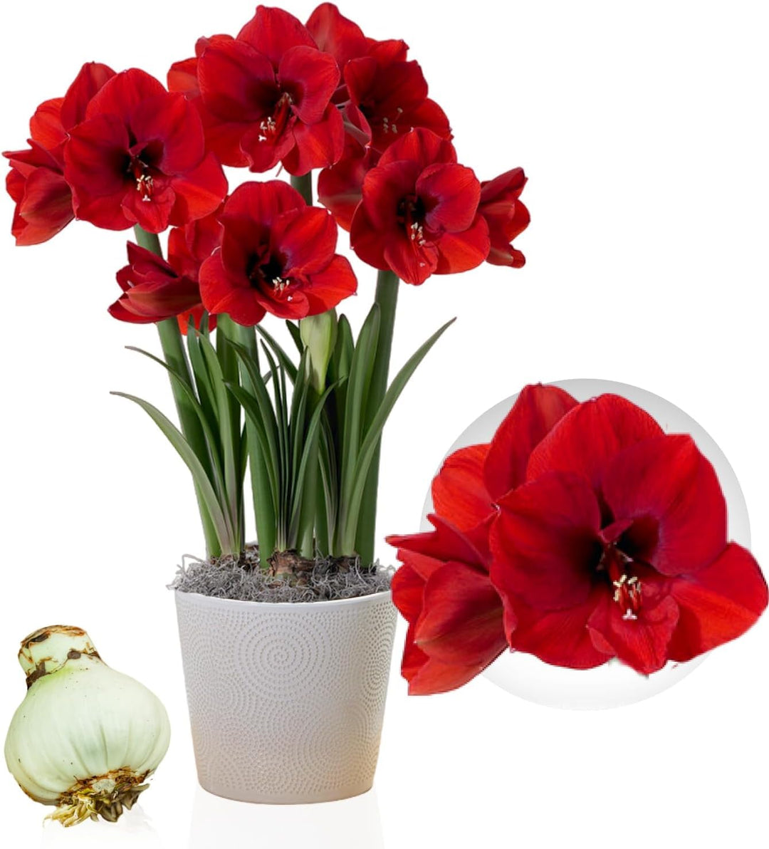 Hippeastrum Red Lion 1 loose