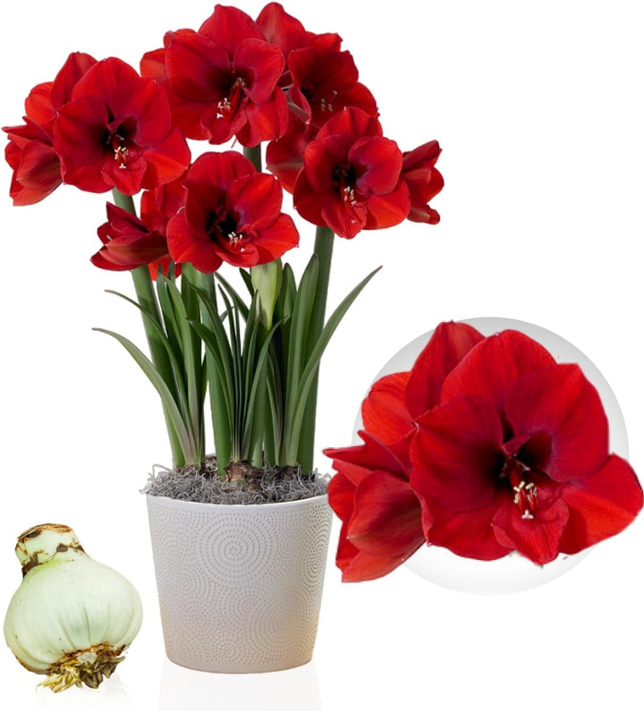 Hippeastrum Red Lion 1 loose