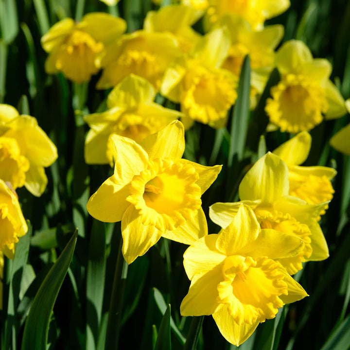 NARCISSUS TRUMPET STANDARD VALUE 5 KG