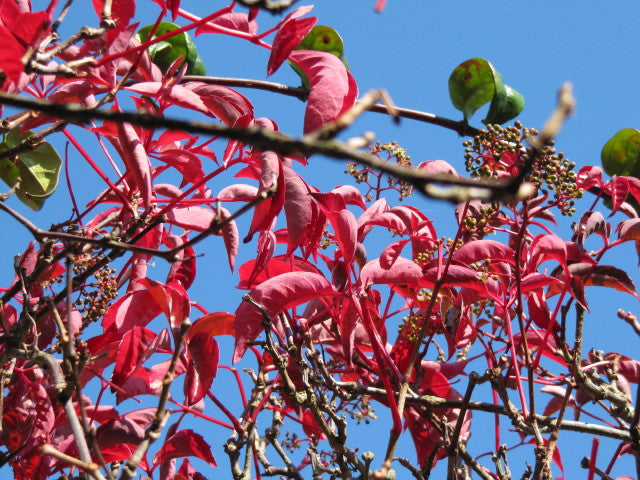 Parthenocissus Henryana