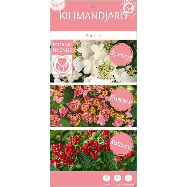Viburnum plic Kilimandjaro Sunrise PBR