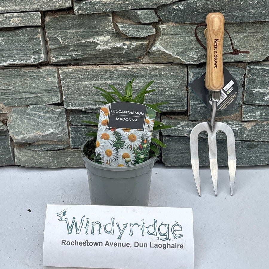 Leucanthemum (S) 'Madonna' - Herbaceous - Windyridge Garden Centre