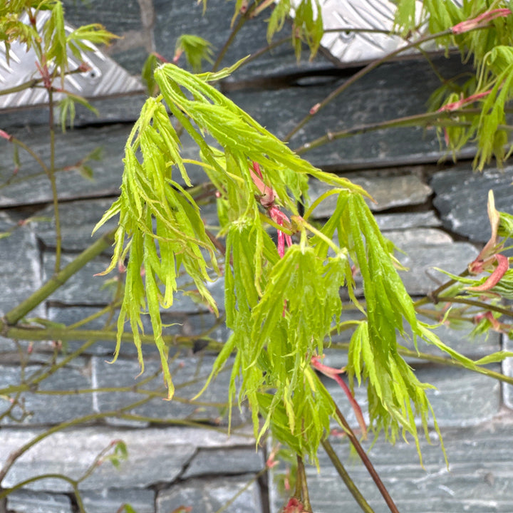 Acer pal. Dissectum