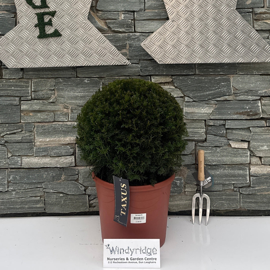 Taxus baccata P30 (11 LTR) BALL-45+CM