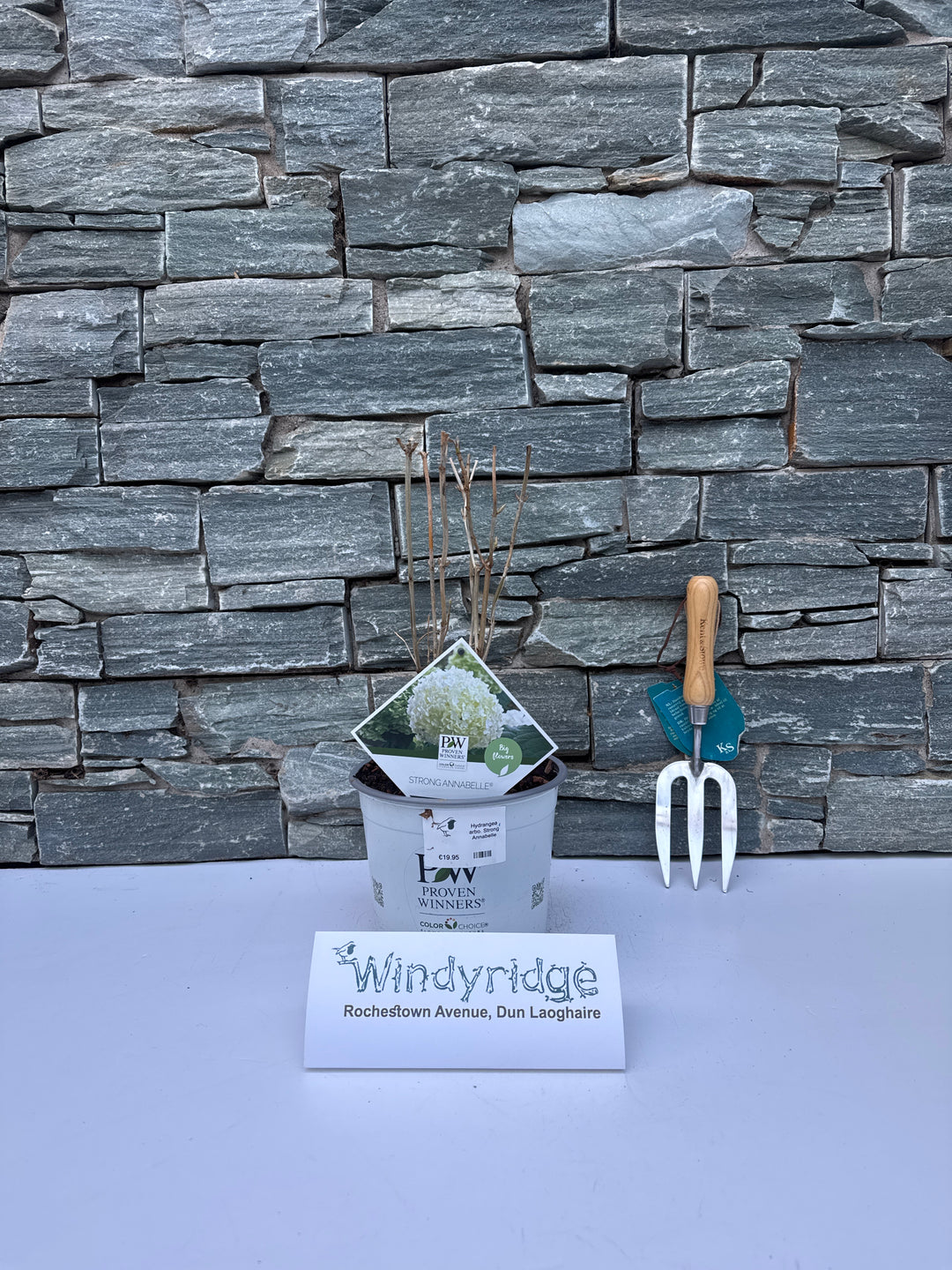 Hydrangea arbo. Strong Annabelle