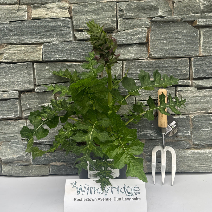 Acanthus Mornings Candle - Herbaceous - Windyridge Garden Centre
