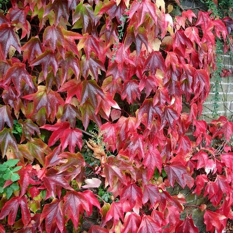 Parthenocissus Quinquefolia / S-Pot(225 L) - Climbers - Windyridge Garden Centre