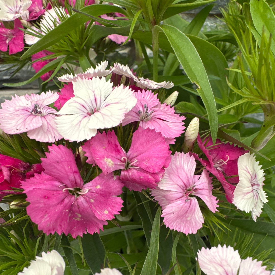Dianthus x b. Dart Pink Magician