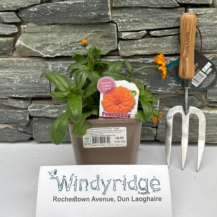 Calendula Powerdaisy Tango