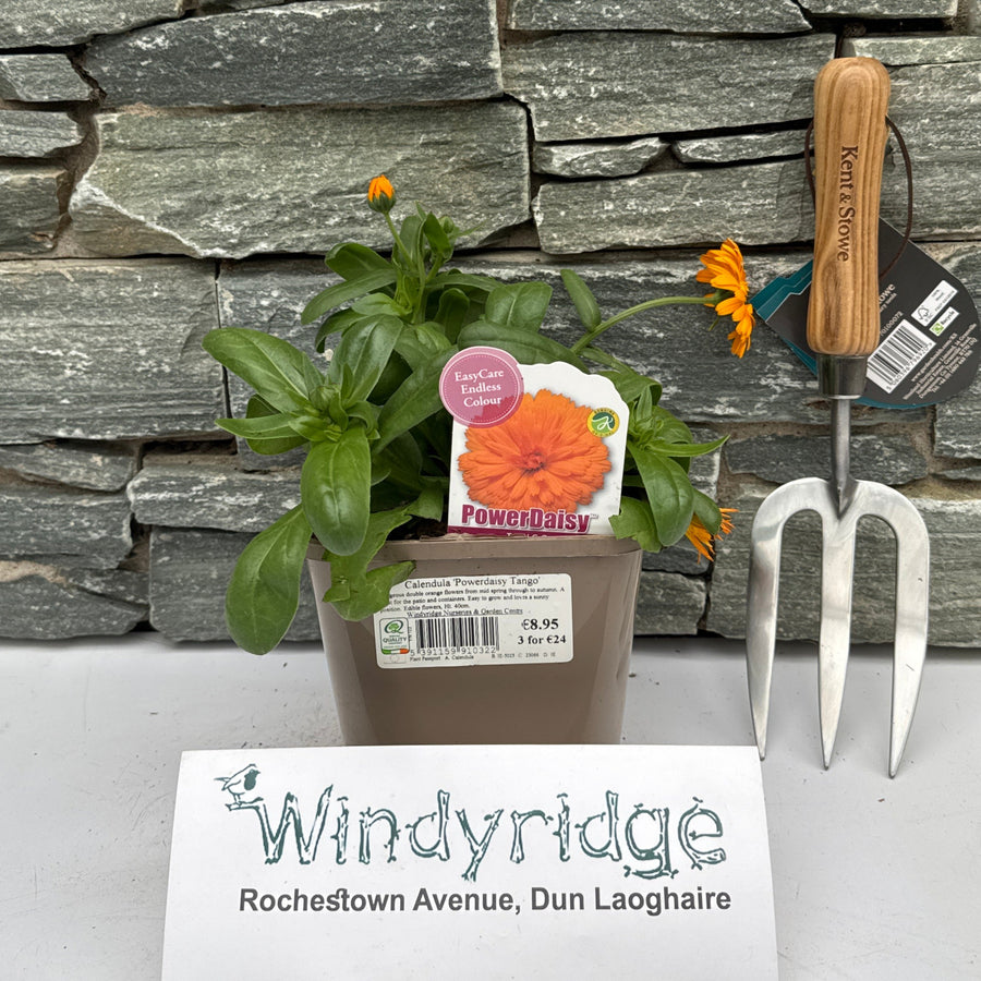 Calendula Powerdaisy Tango - Herbaceous - Windyridge Garden Centre