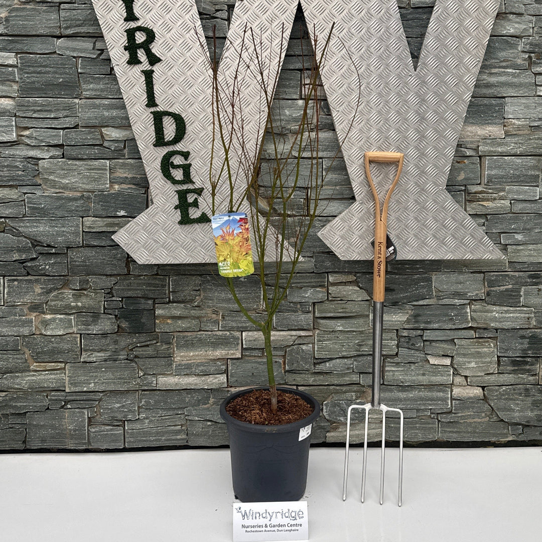 Acer Pal. Orange Dream 100-125 Cm Deco 15L. Bush - Trees - Windyridge Garden Centre