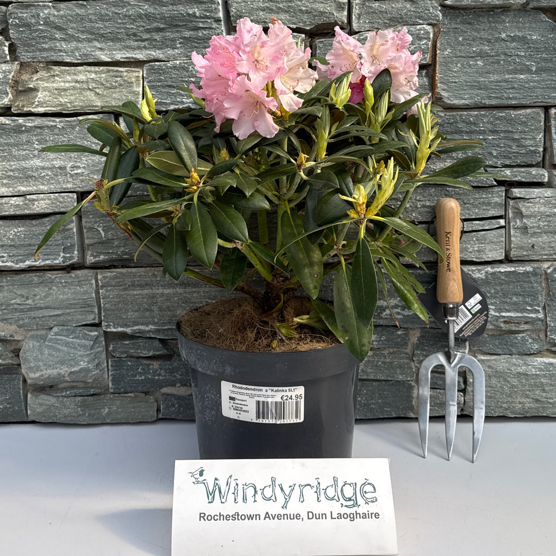 Rhododendron Yak Kalinka 5Lt - Shrubs - Windyridge Garden Centre