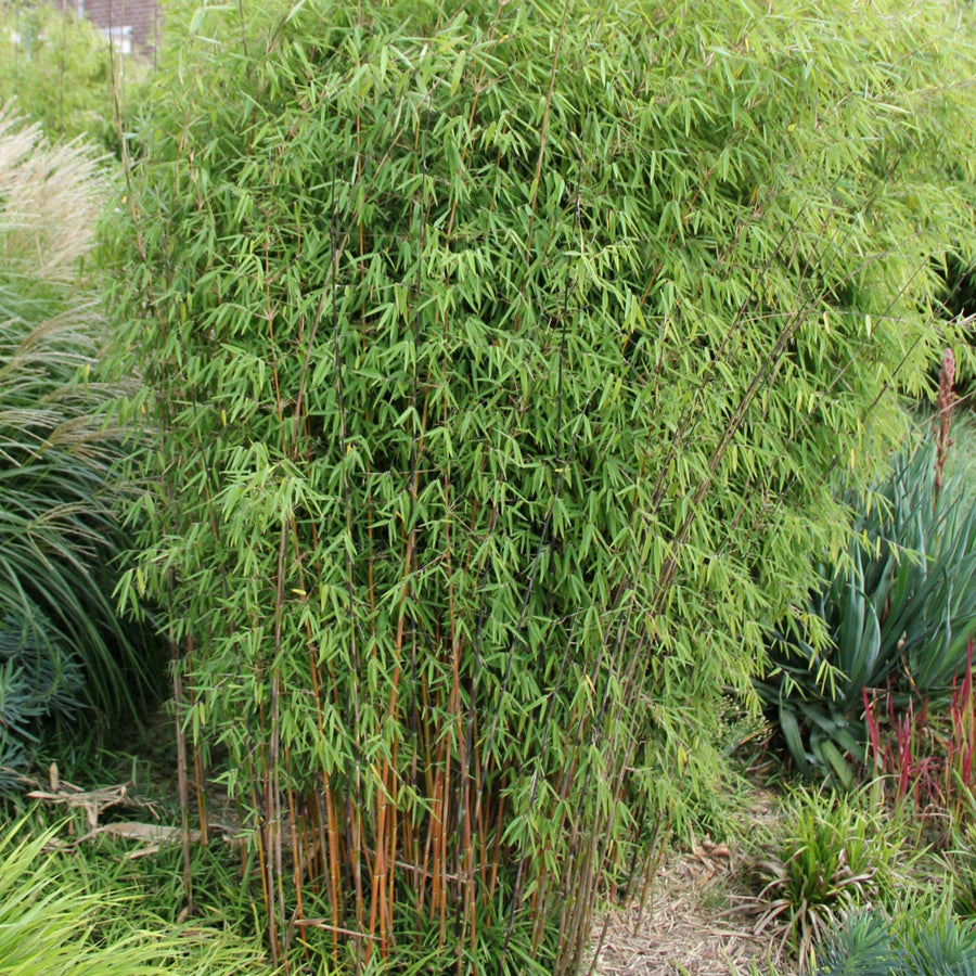 Tall green Fargesia Jiuzhaigou bamboo in a garden with a house in the background