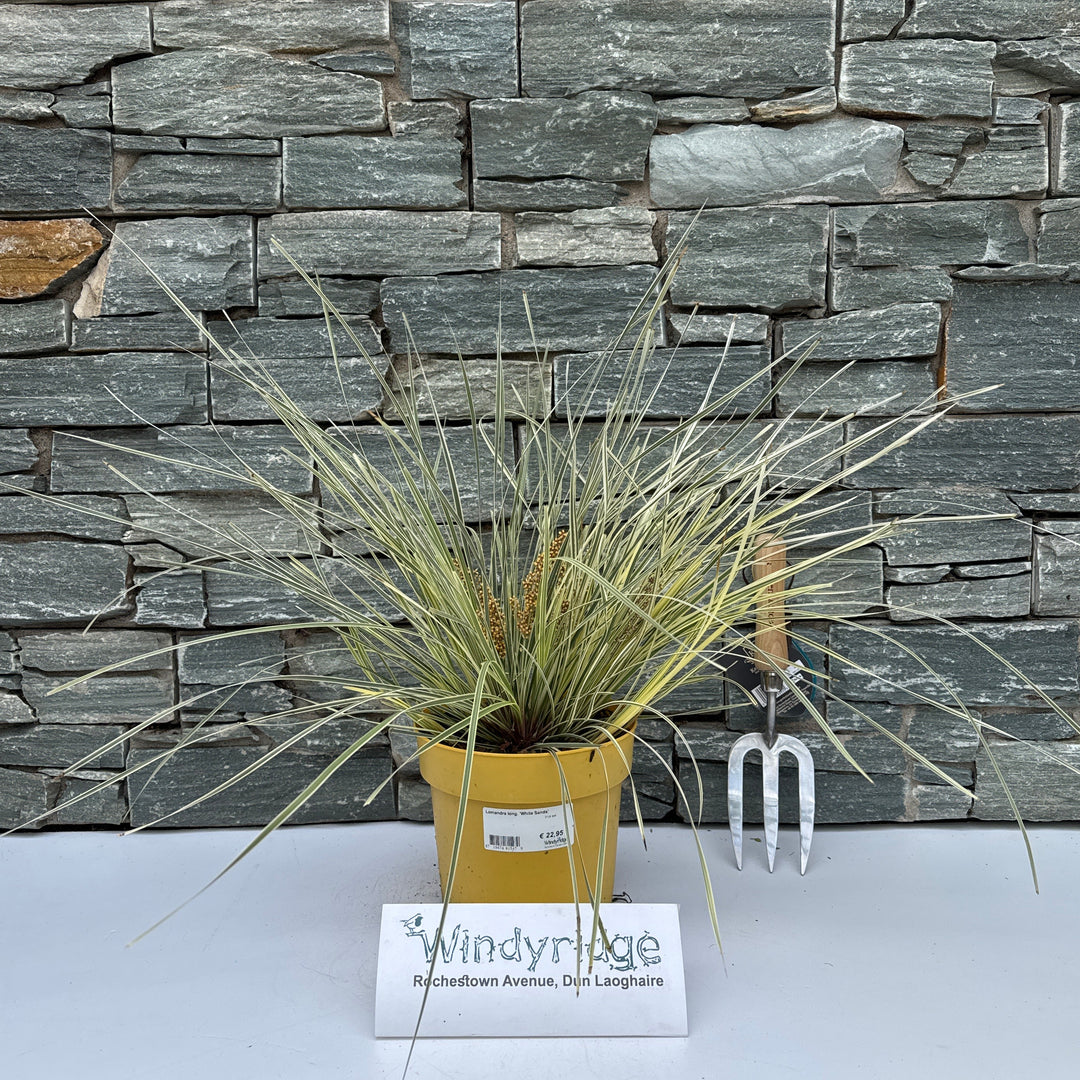 Lomandra long. 'White Sands' - Herbaceous - Windyridge Garden Centre