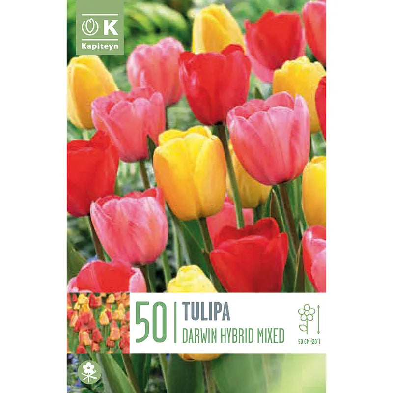 LANDSCAPE BAG TULIPA DARWIN HYBRID MIXED COLOURS