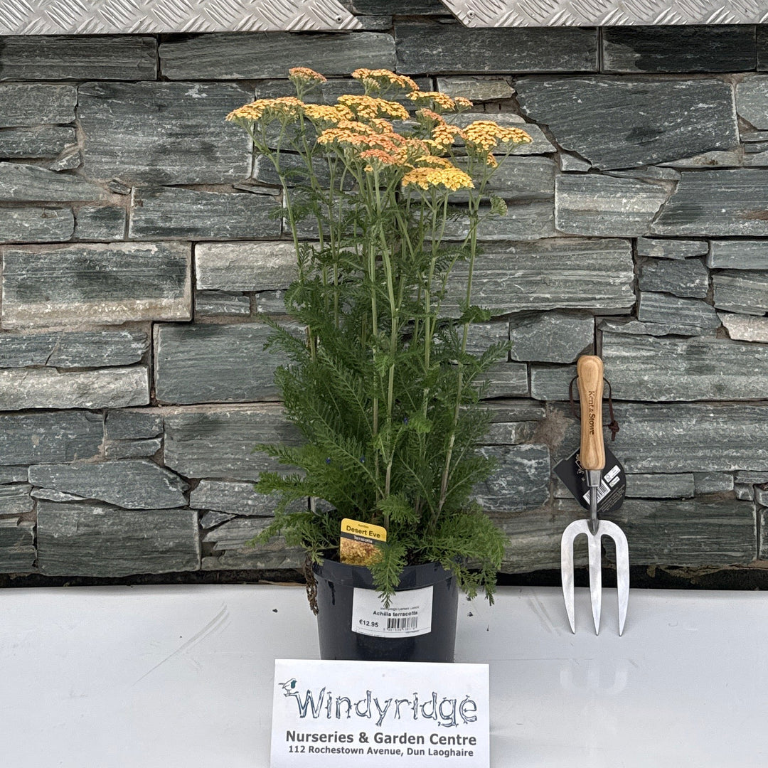 Achillea teracotta