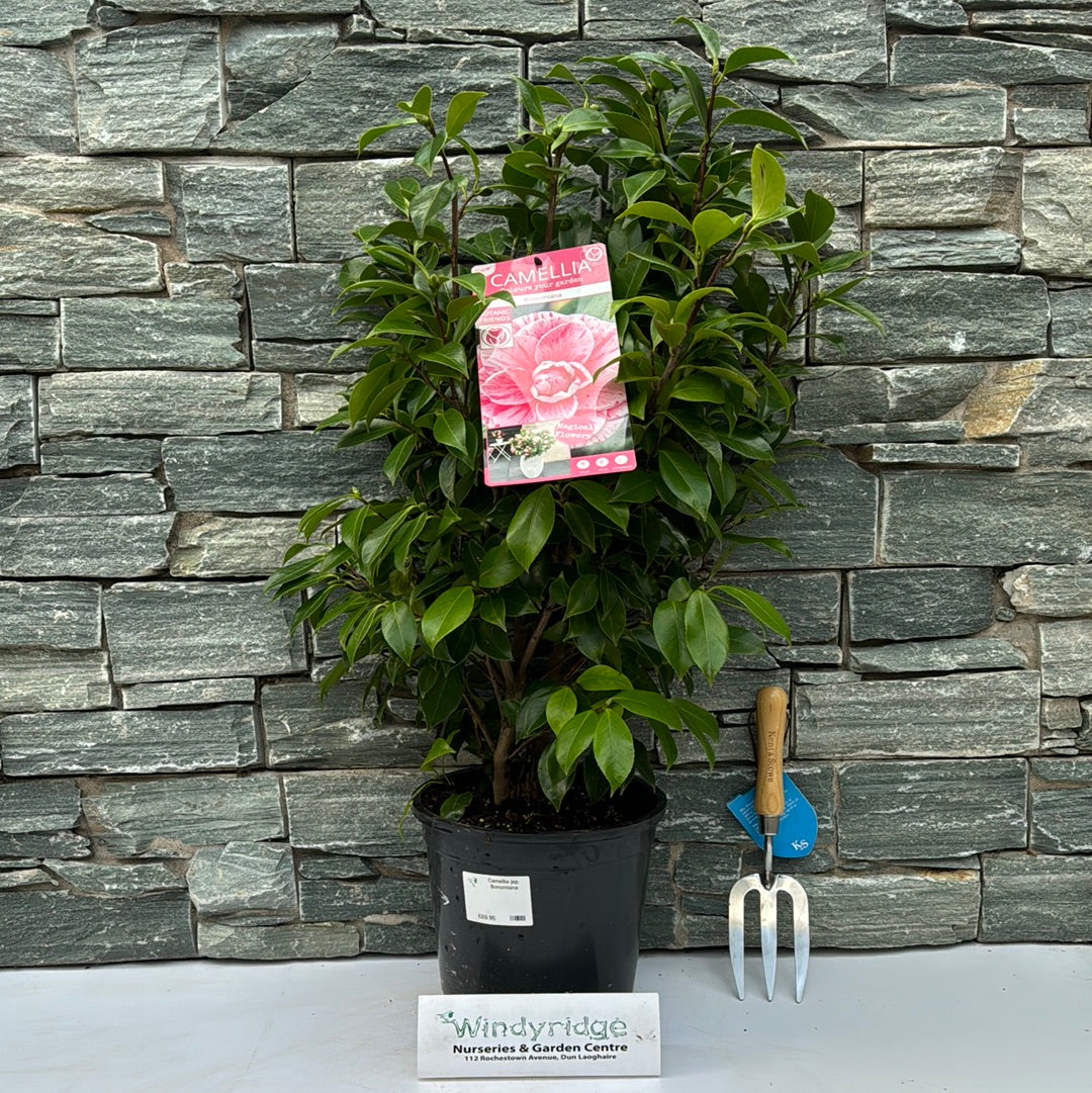 Camellia Jap. Bonomiana - Shrubs - Windyridge Garden Centre