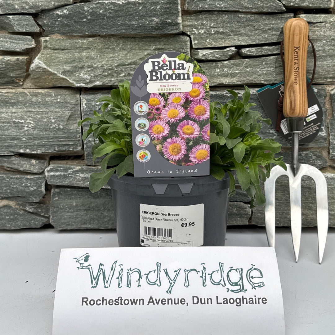 ERIGERON Sea Breeze