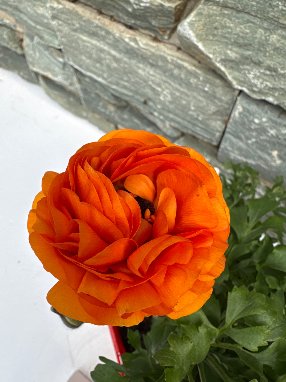 Ranunculus Orange - Herbaceous - Windyridge Garden Centre