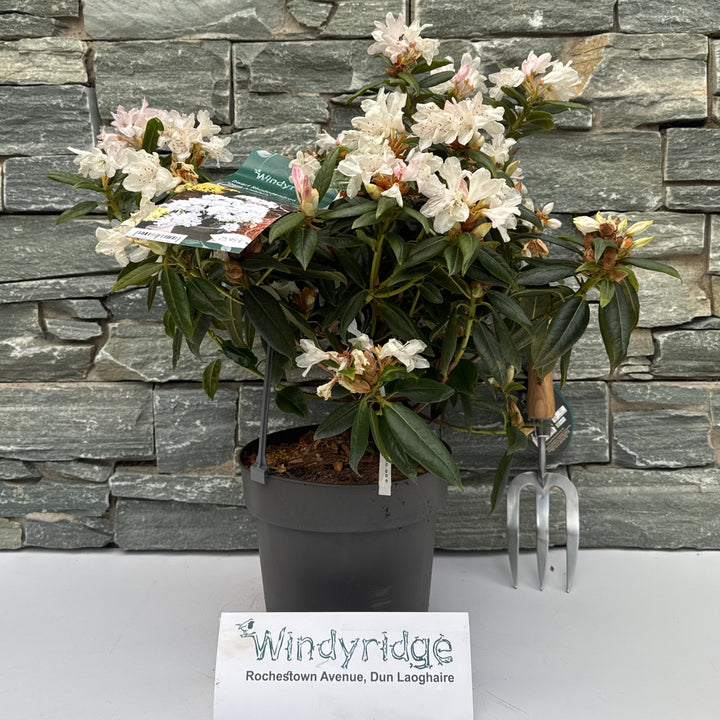 Rhododendron carolinianum Dora Amateis