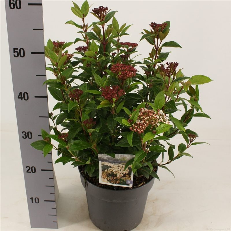 Viburnum tinus  Ladybird  / 4.5 Ltr pot