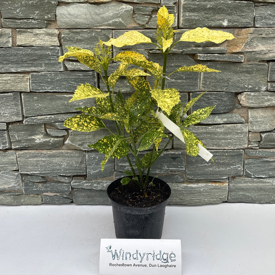 Aucuba Jap. Golden King 3L 30Cm - Shrubs - Windyridge Garden Centre