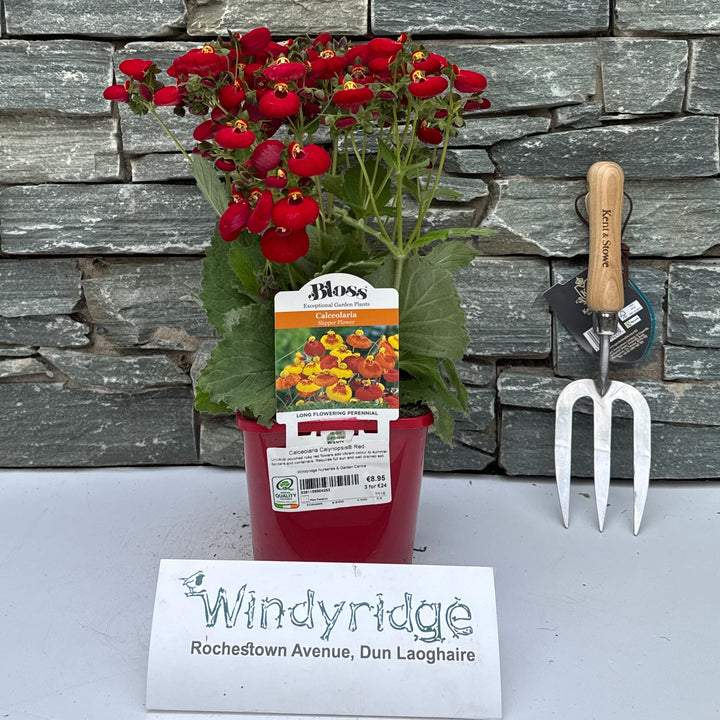 Calceolaria Red 2L