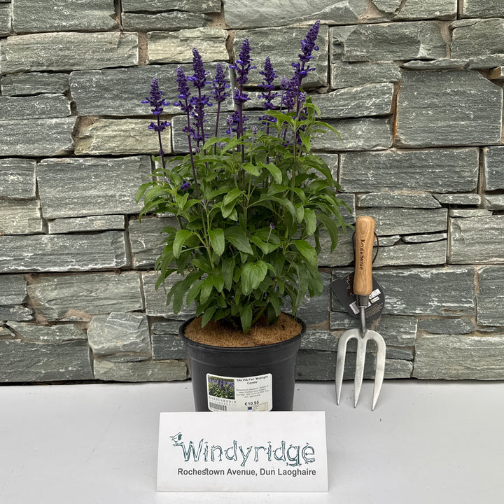 SALVIA Fari Midnight Candle
