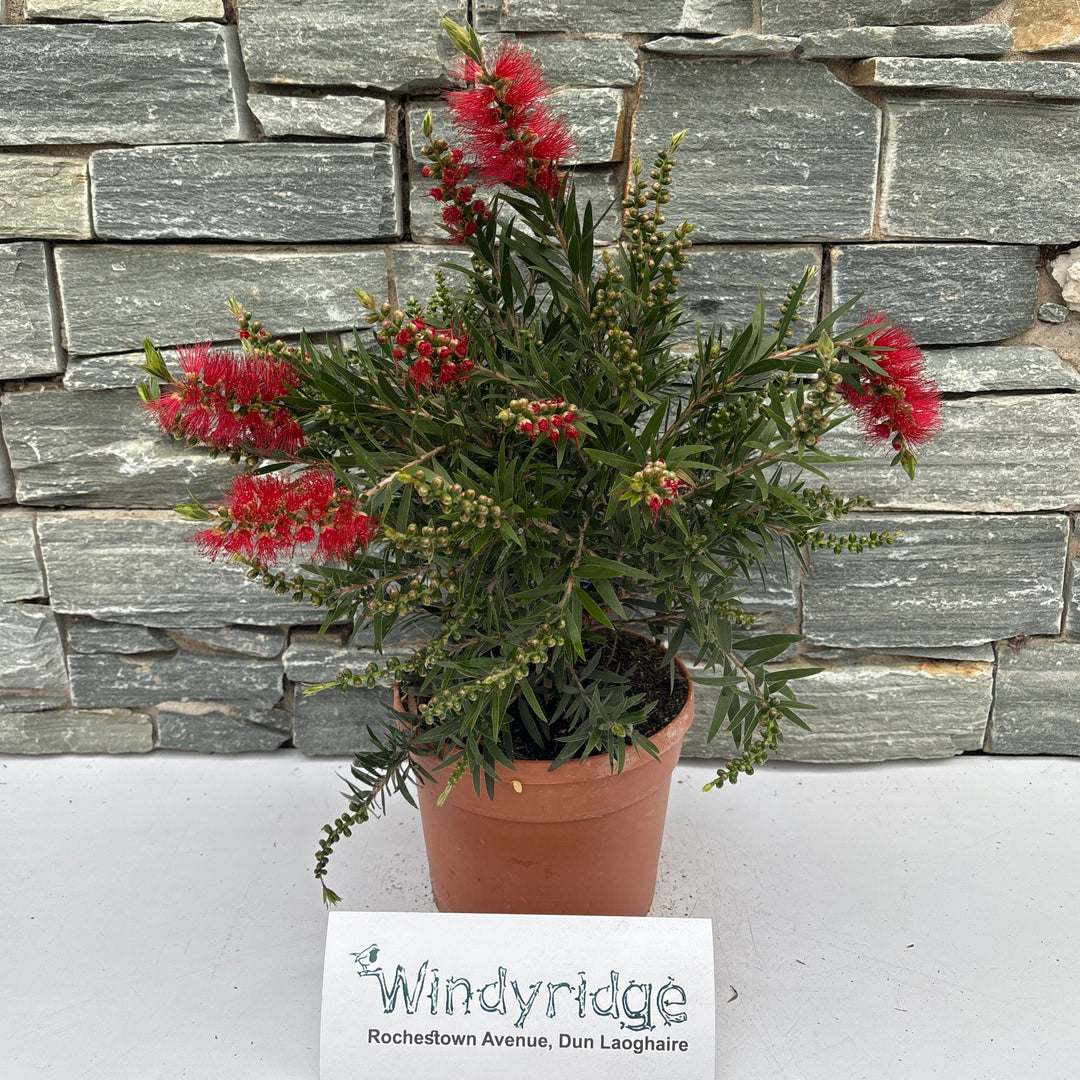 Callistemon masotti