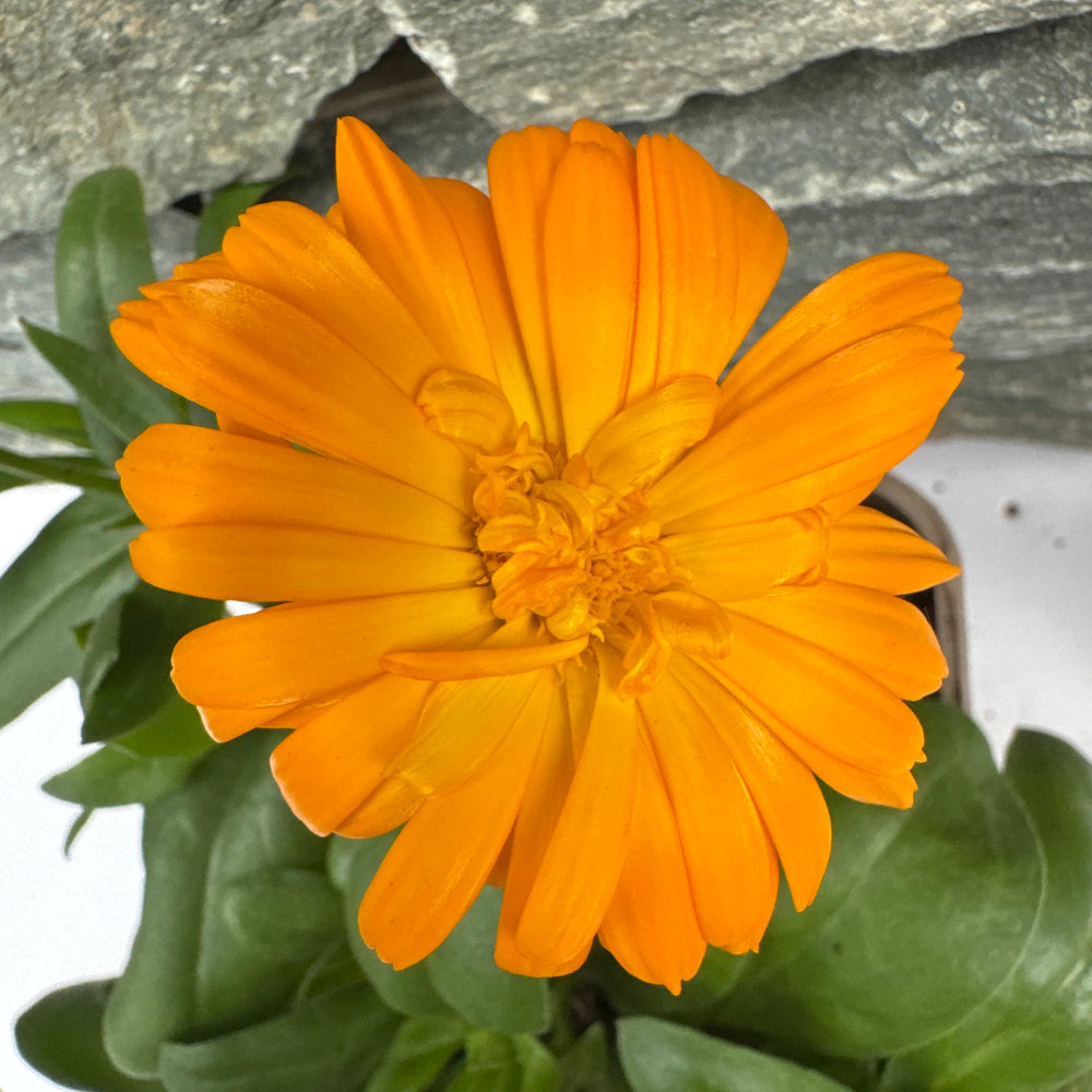 Calendula Powerdaisy Tango - Herbaceous - Windyridge Garden Centre